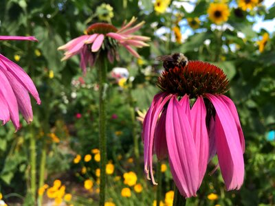Nectaring pollinator purple coneflower