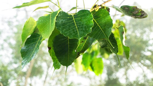 Enlightenment buddhism ficus religiosa photo