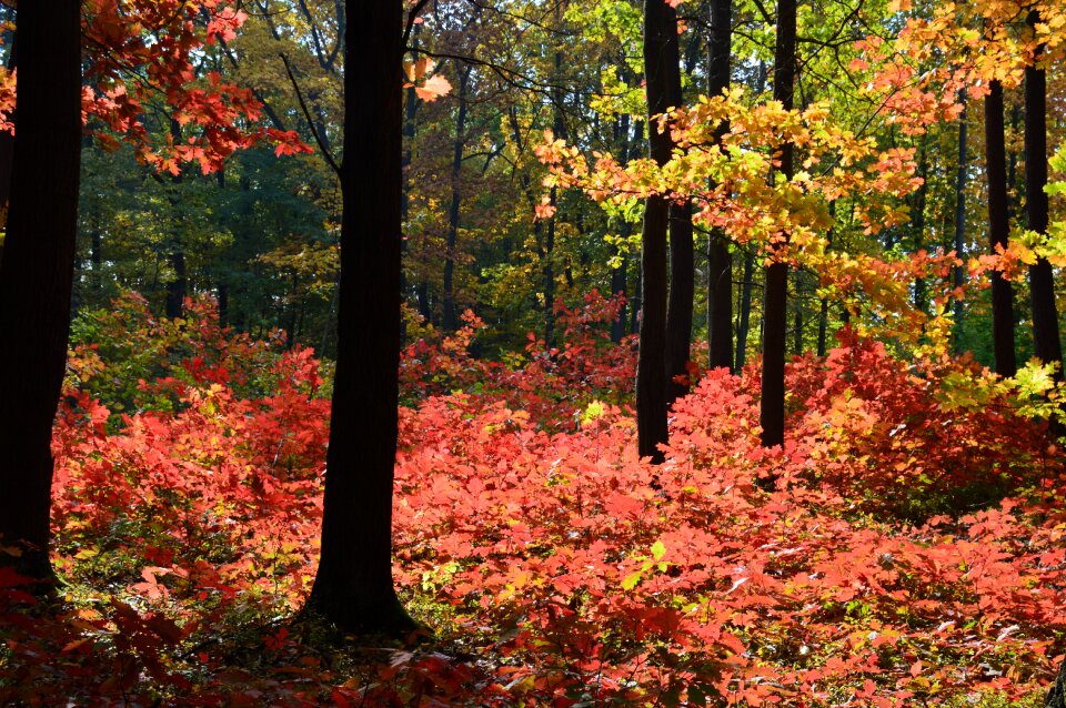 Foliage wood nature