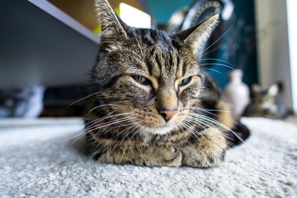 Animal pet cat's eyes