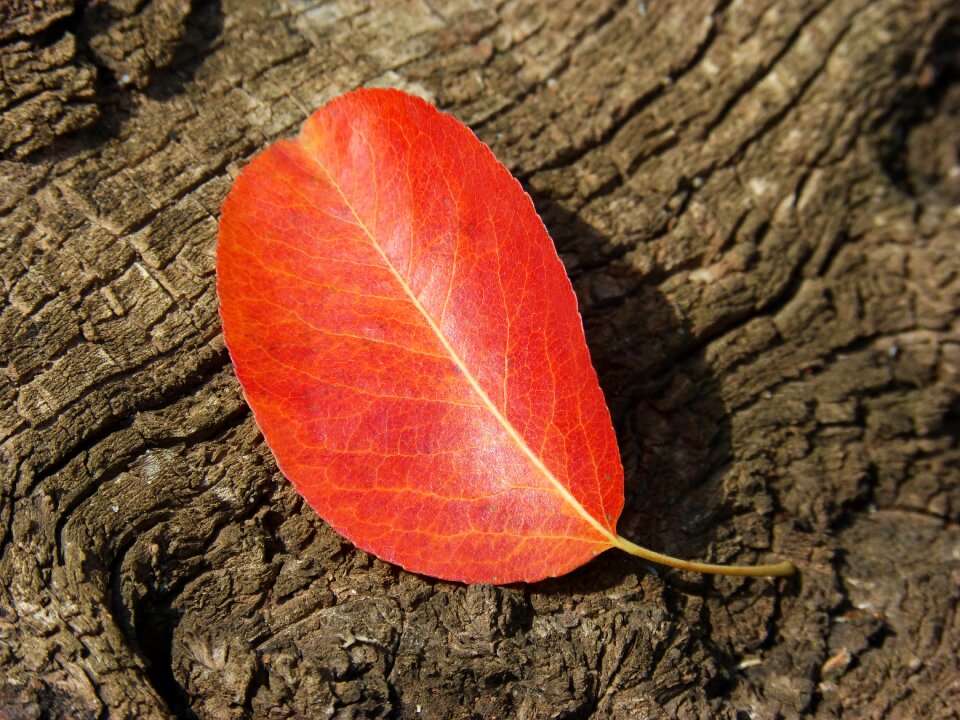 Autumn fall of the leaf wood