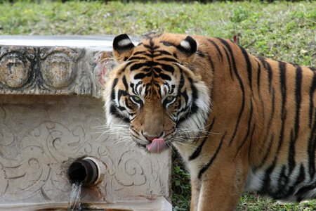 Sumatran predator photo