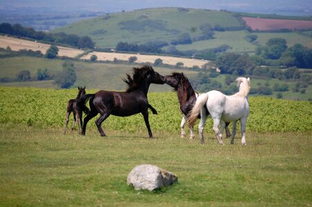 Devon wild moorland