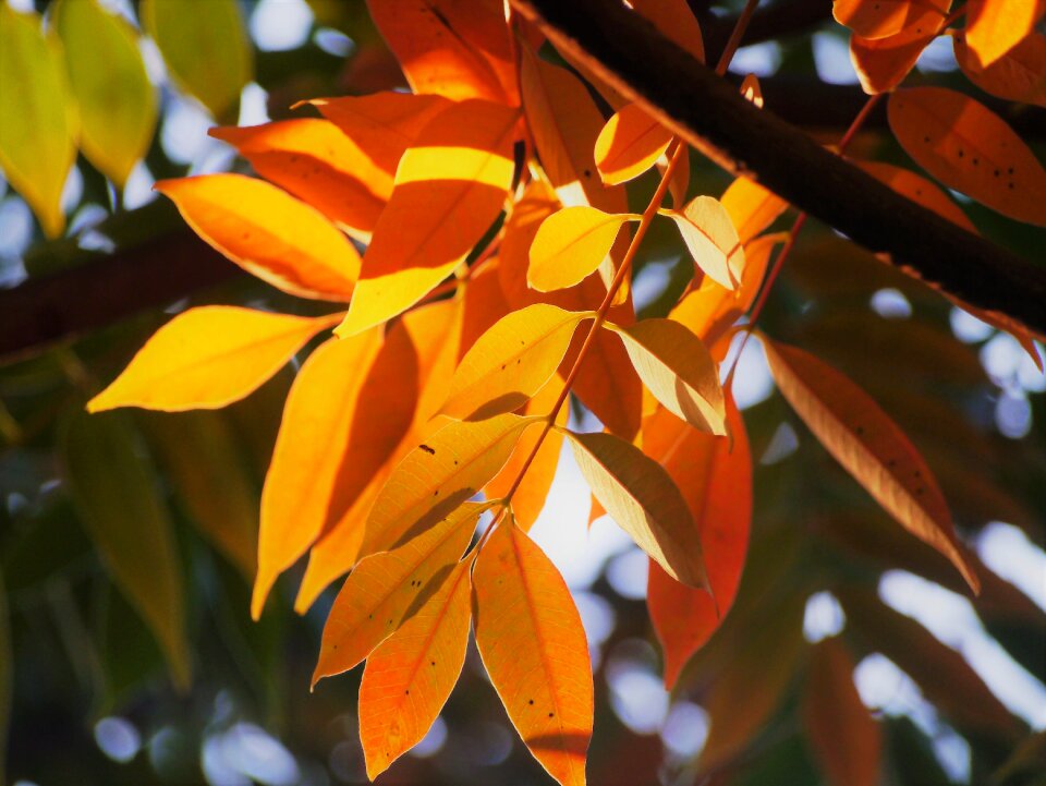Huang green orange