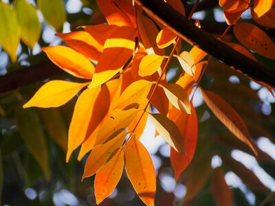Huang green orange
