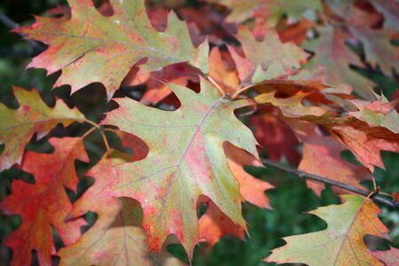 Colors close the nature