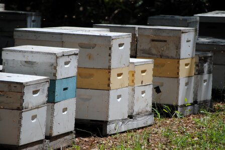 Hive gray bee