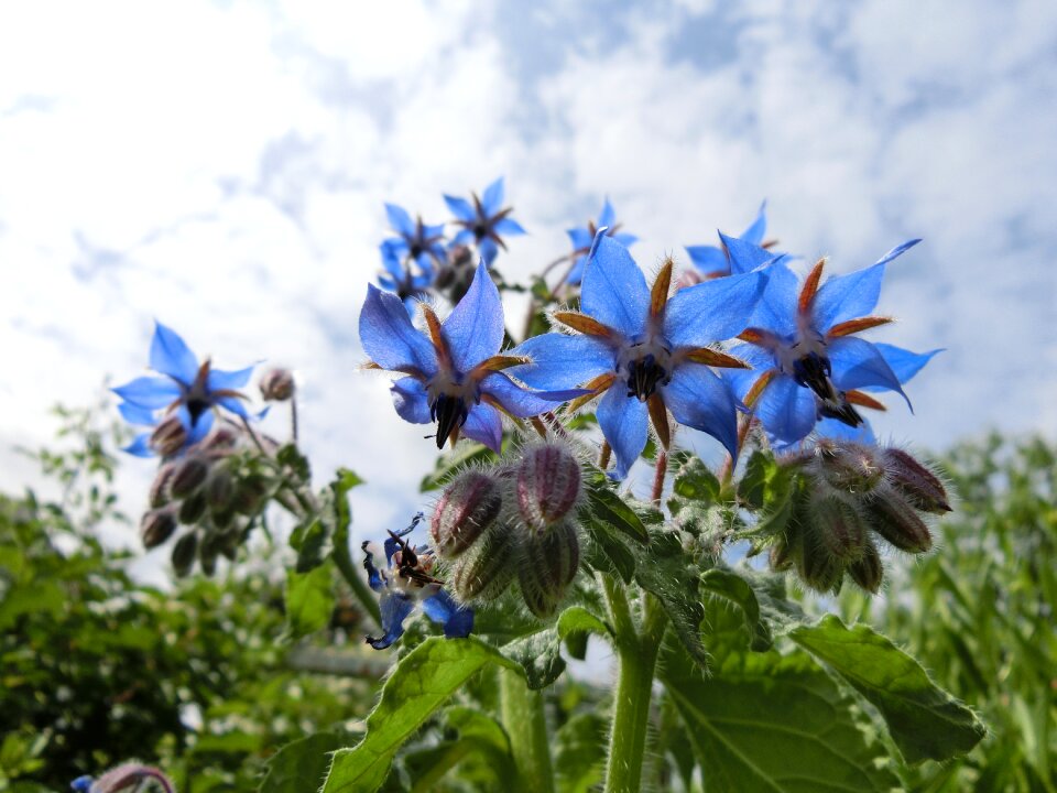 Blossom blue petals