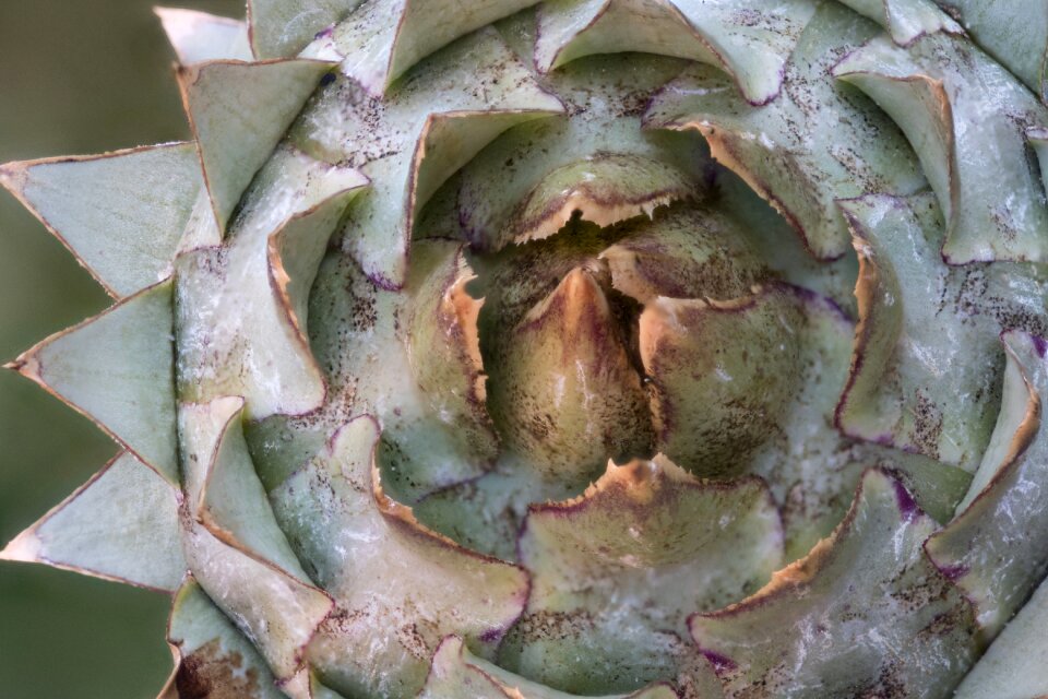 Macro tips triangles