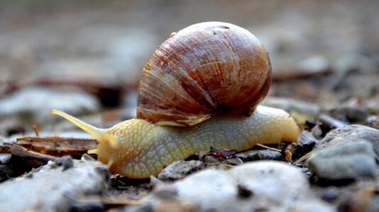 Snail animal mollusk