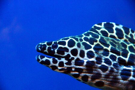Gimnotoraks leopard aquarium blue background photo