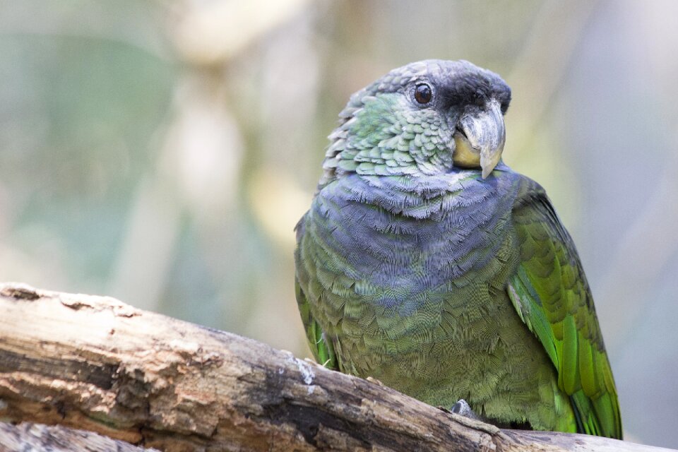 Bird birds beautiful