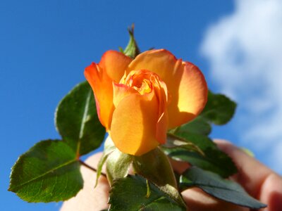 Yellow rose hand sky photo