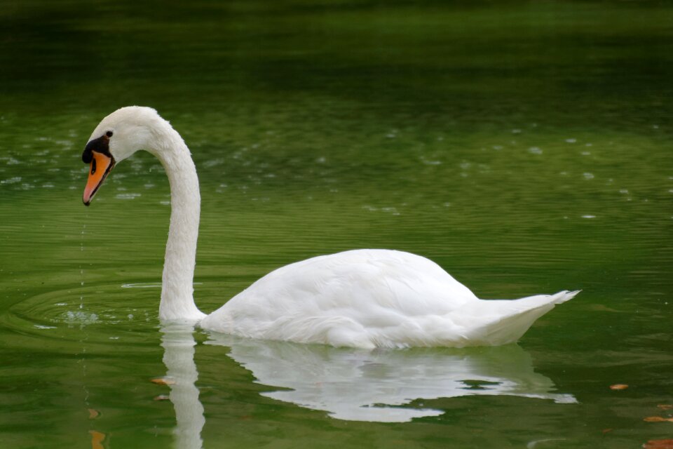 Green water bird close up