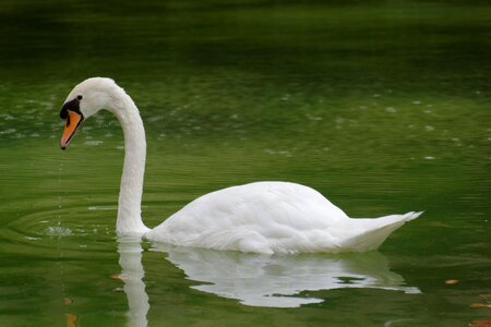 Green water bird close up