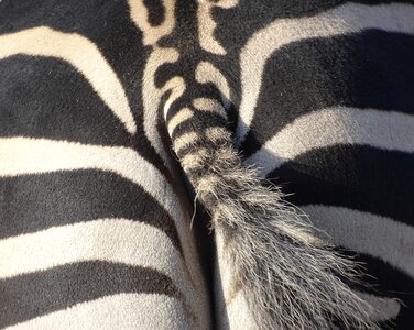 Zoo striped africa