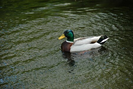 Duck wild pond photo