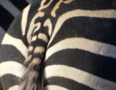 Zoo wild africa