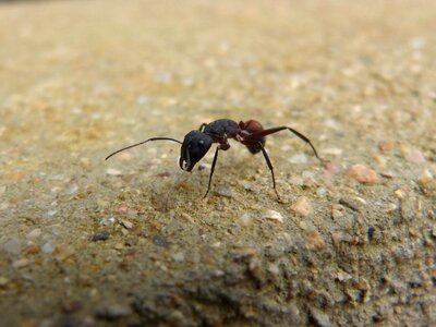 Insect detail small