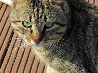 Kitten portrait face