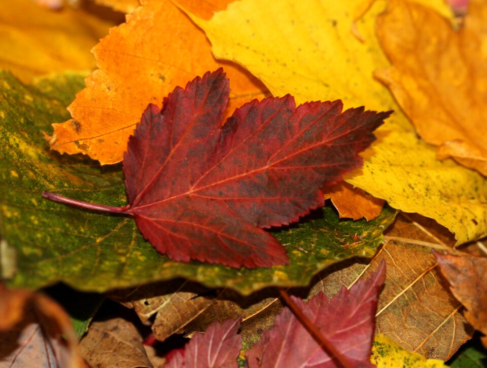 Season nature red
