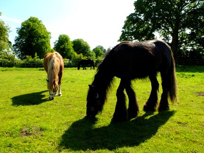 Village coneysthorpe england