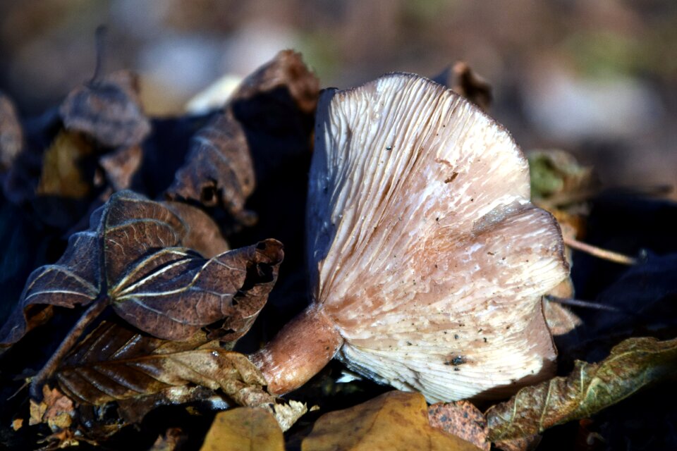 Autumn forest mushroom nature
