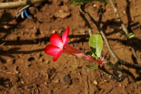 Background nature