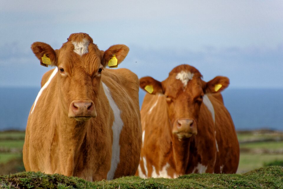 Pasture agriculture beef
