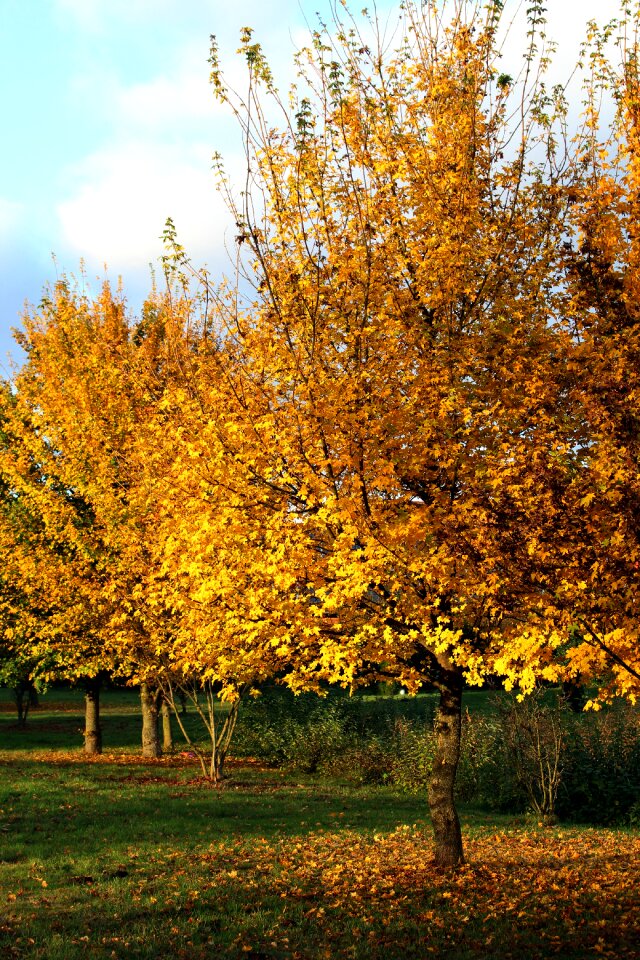 Green colorful orange