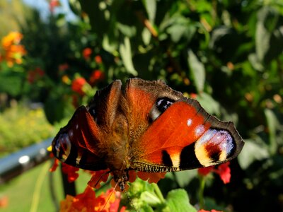 Butterfly insect nature