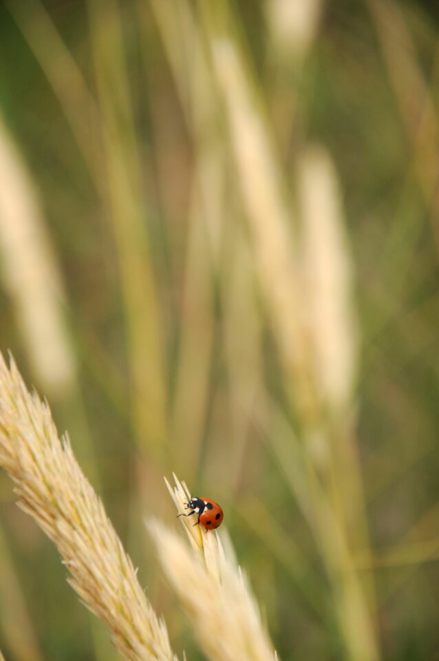 Straw animals red