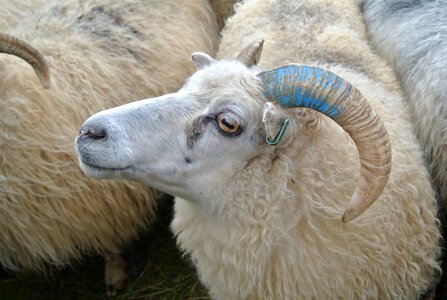 Rettir iceland bock