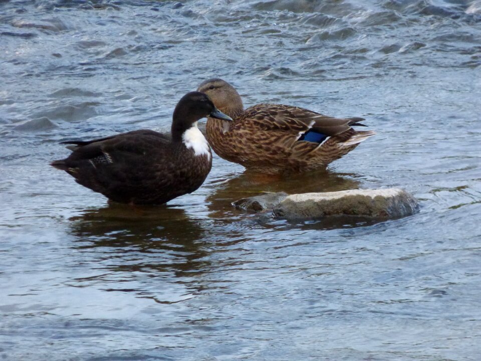 Birds beak swim