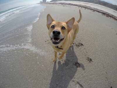 Pet sea gopro