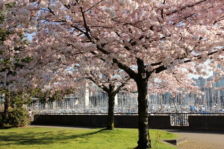 Tree blossom branch