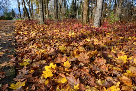 Forest leaves park photo