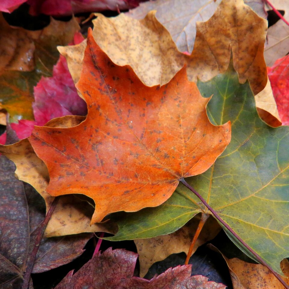 Autumn brown green