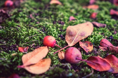 Windfall moss depth of field