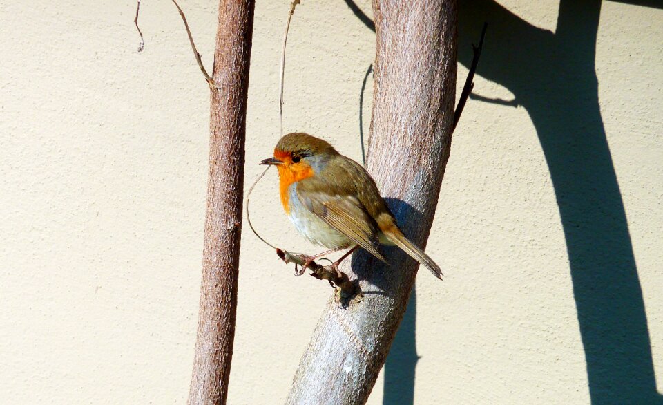 Songbird summer animal