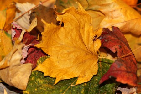 Yellow red nature photo