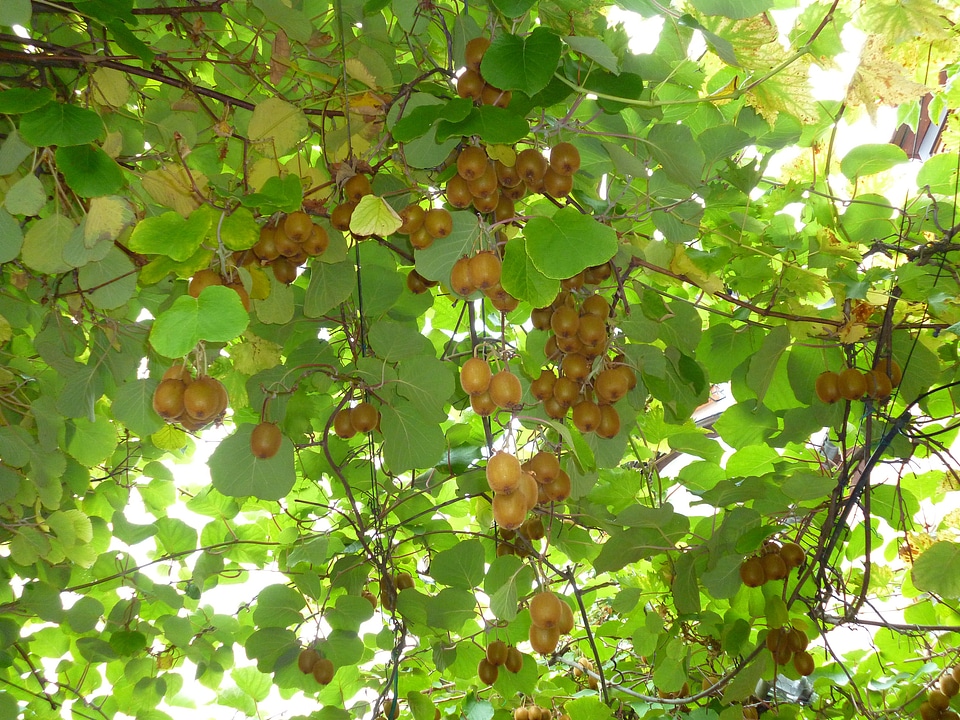 Green leaves autumn