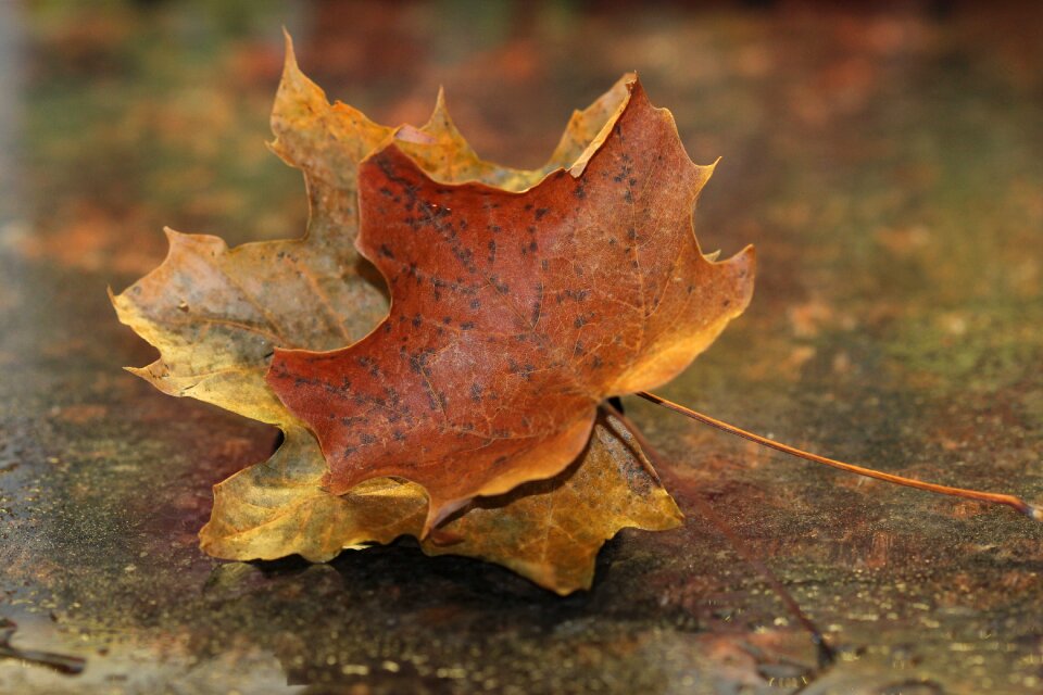 Nature season foliage