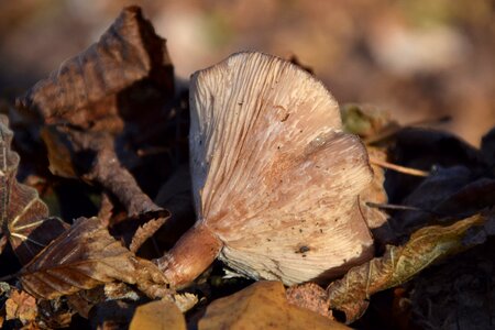 Forest mushroom nature lamellar photo