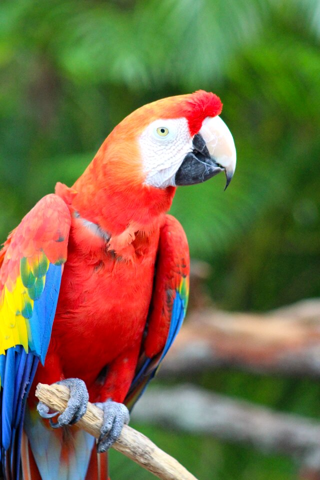 Bird red feathers photo