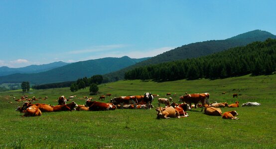 Sky views grassland
