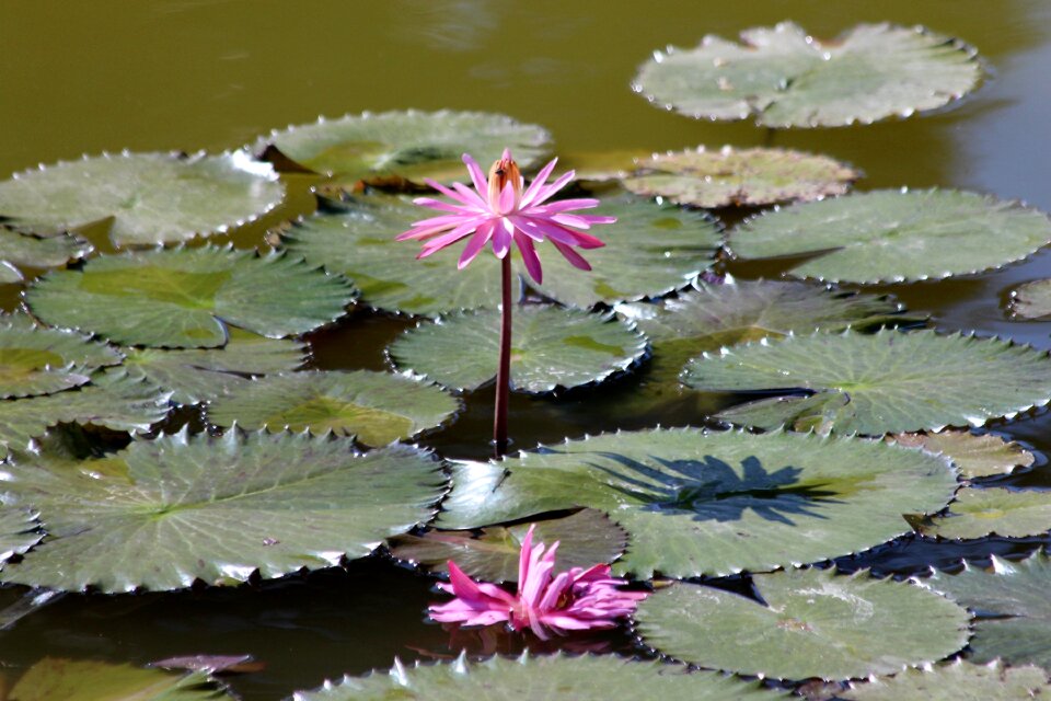 In the summer of beautiful flowers pink
