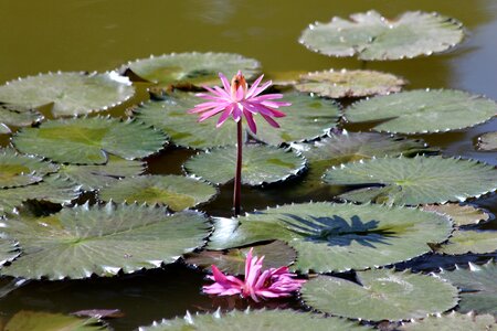In the summer of beautiful flowers pink