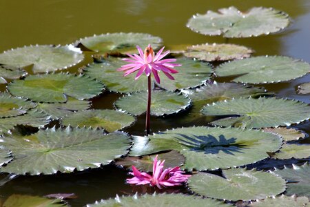 In the summer of beautiful flowers pink photo