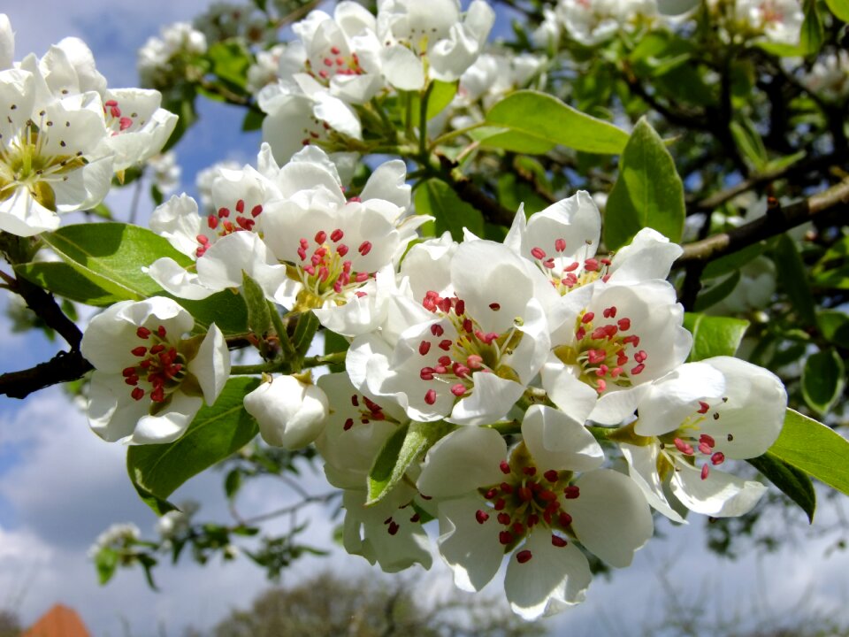 Blossom bloom blossom